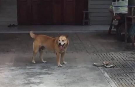 狗狗一直在后院犬吠，主人靠近看清它嘴里叼的东西后捏了把冷汗