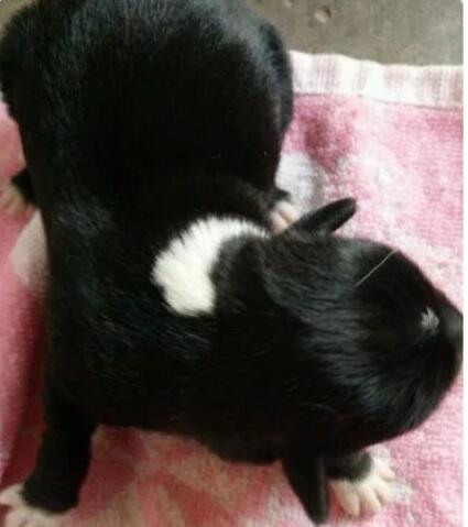 捡了一只流浪狗回家后，第二天发现门口来了几只“兄弟”找它