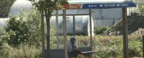 老人每天背小狗坐车遭怀疑,网友跟踪到墓地发现感人一幕…
