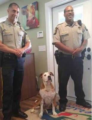 斗牛犬为陌生人挡5刀 奇迹活下来还找到新家