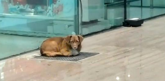 忠犬飞机场苦等主人一年,拿塑料瓶当玩具,它没等到主人却有了家