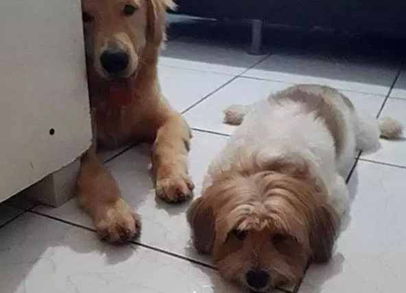 金毛智商高偷爆米花？仅因幼狗贪吃，狗狗挑选用借口蒙骗铲屎官