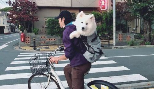 小伙骑自行车还身背萨摩耶,狗狗:是个大头娃娃