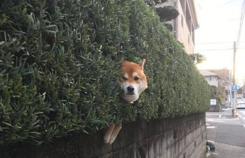 主人带柴犬出来转悠,結果每次都走丢,最终竟在那样的地点寻找它