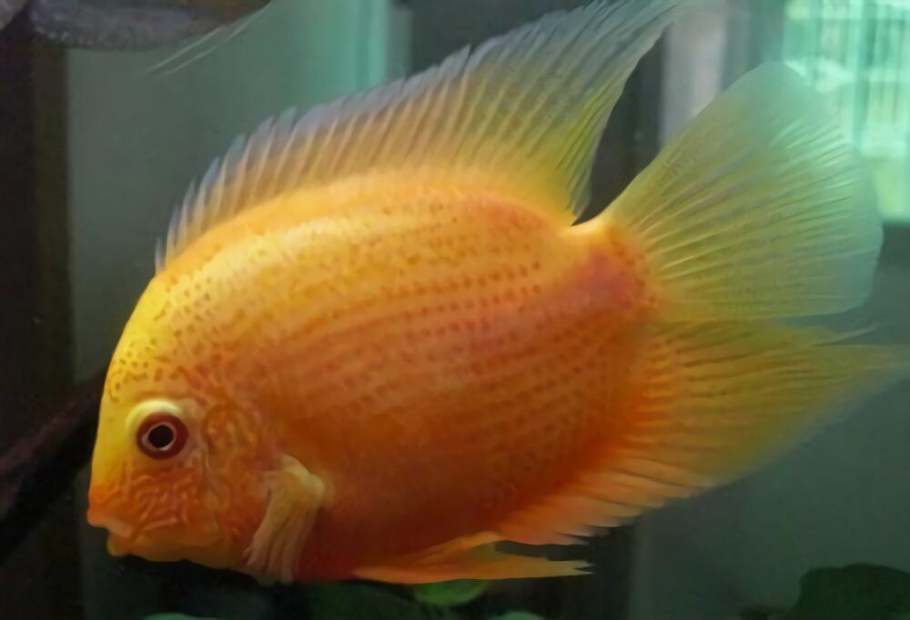 金菠萝鱼身份信息