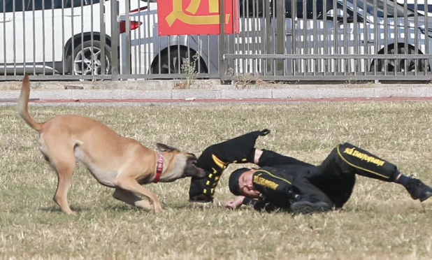 齐铁警方:扎实推动警犬冬训工作