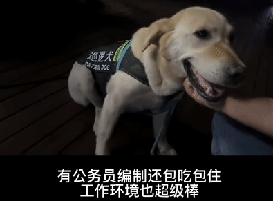 捡了个狗子,意外帮它找了份公务员工作,网友酸了:可以捡我吗?