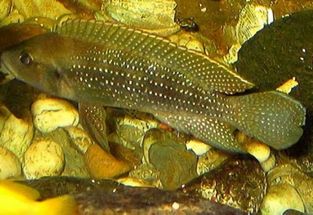 珍珠雀身份信息