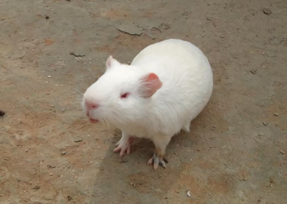 白色凤冠天竺鼠身份信息