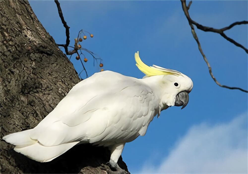 葵花凤头鹦鹉身份信息