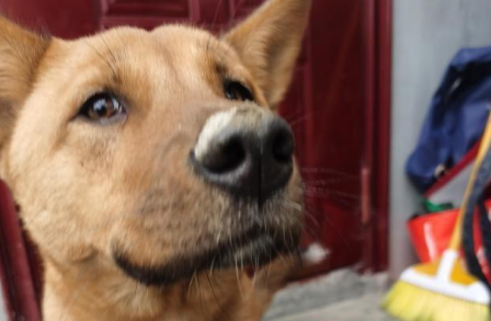 村里的土狗惨遭狗贩子的毒手，我后悔没有保护好它