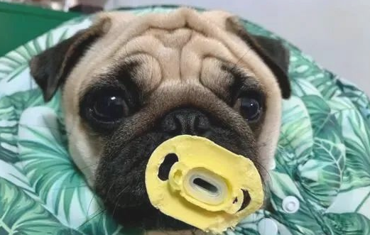 巴哥犬被塞了一个奶嘴后,結果吸着吸着早已三岁了……还没有断奶!