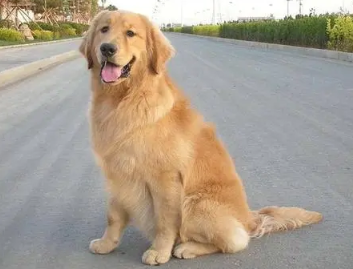 狗只吃素食会不会死 | 金毛犬主人全家只吃素食,竟要求金毛也吃素,最终竟被饿死!