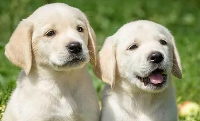 带宠物去医院真实感受 | 每次带我家狗去医院,都感觉身体被掏空……