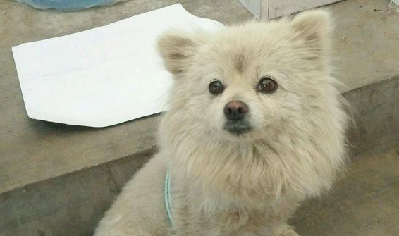 流浪犬被抛弃在小区,从趾高气扬到流离失所,狗狗一天比一天削瘦