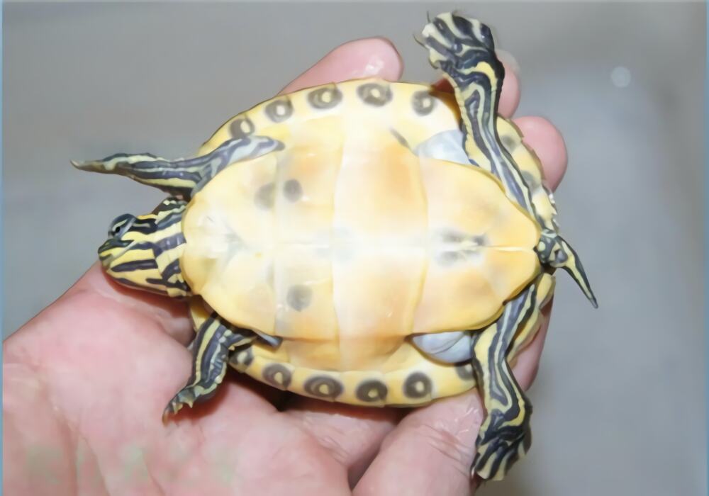 佛罗里达红肚龟身份信息