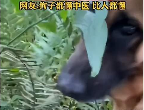 狗狗被车撞后自己找草药吃,主人一查药性惊呆了!