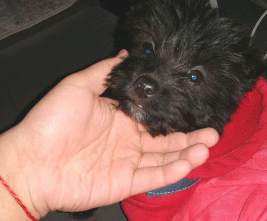 带著捡到的流浪犬去溜达,回家见到它捡到的东西,女生乐坏了