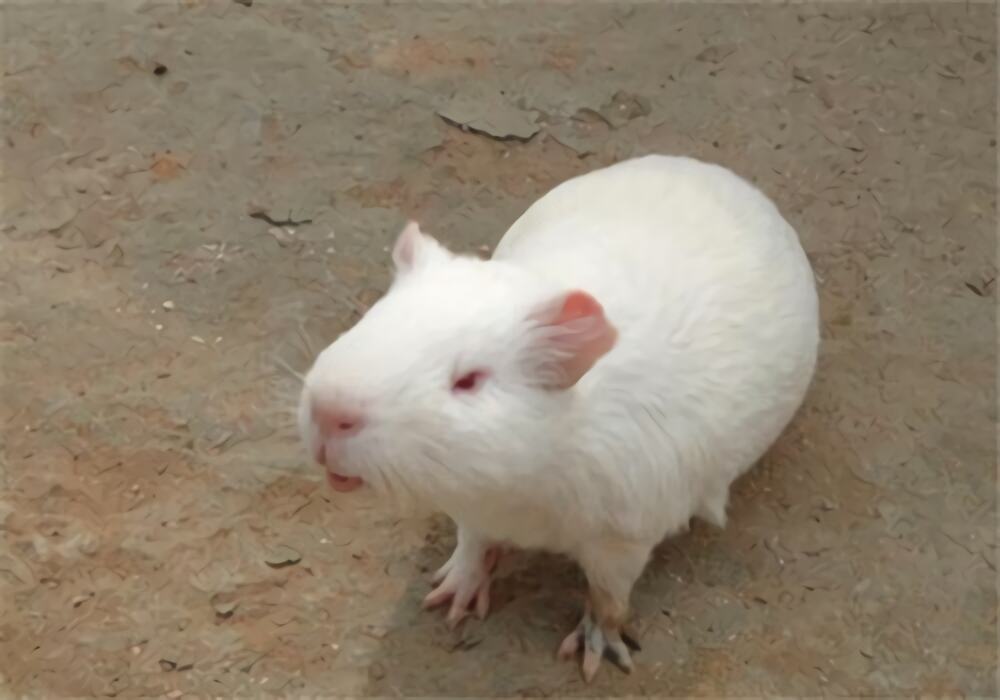 缎毛白色凤冠天竺鼠身份信息