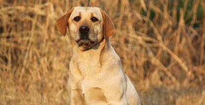 杀狗偿命 咬死小狗凶犬被判安乐死
