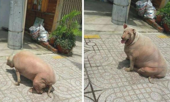 狗狗过胖了,从身后看真是就是说一头猪,网友称:是姥姥养的!