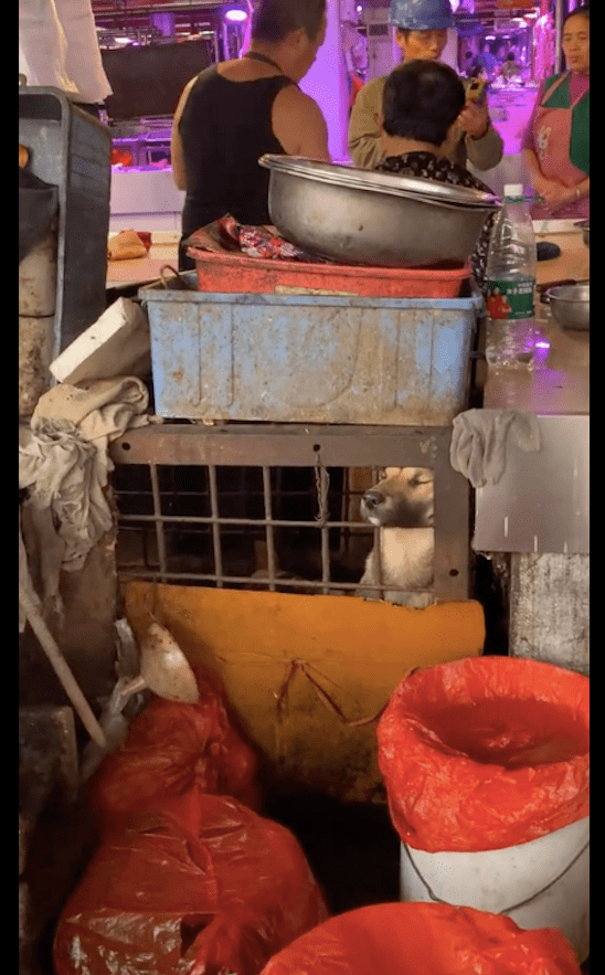 狗肉摊的笼子里,一只狗将头钻出来,用力呼吸生命里最后的空气