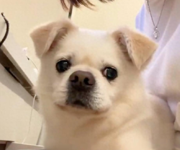 走丢7年的狗狗,再次从救助站领养到它!