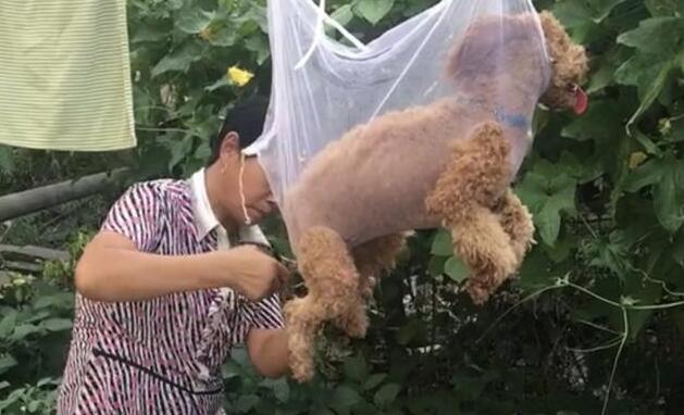 主人模仿网上剪毛方式,狗子却不淡定了:别看某音了!