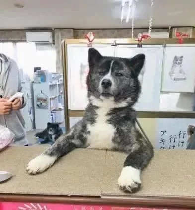 80斤柴犬喜欢熊抱,日本小姐姐险些被压伤