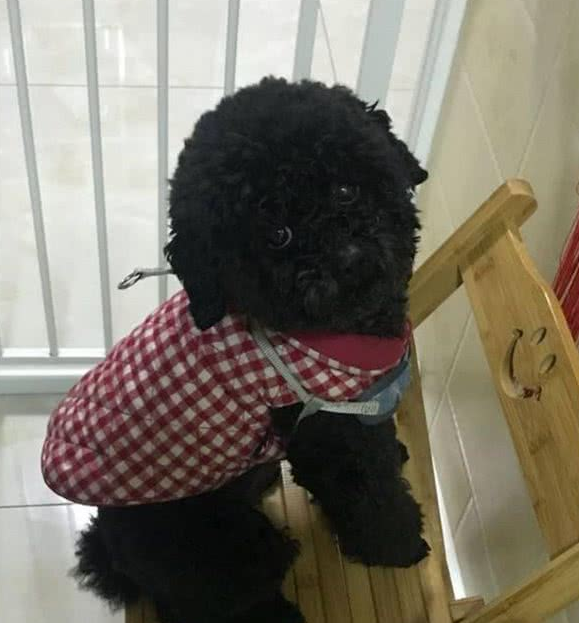 主人溺爱小泰迪犬,对它百依百顺,结果狗狗的行为让主人寒心