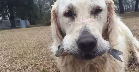 自力更生 | 黄金猎犬用面包屑当饵 不只钓鱼还钓乌龟