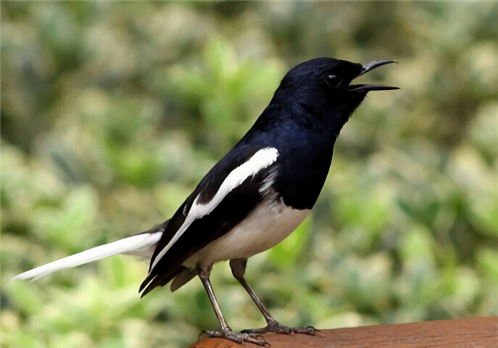 四喜鸟身份信息