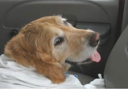 导盲犬舍生维护主人,受伤后保持微笑,还一直摇尾巴表达自身没事儿
