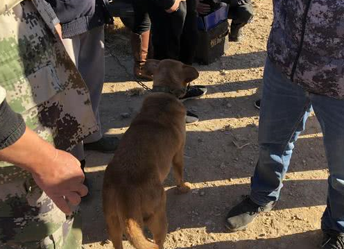 老人卖掉培养多年的爱犬,出价九百无人问津,他却不以为意?