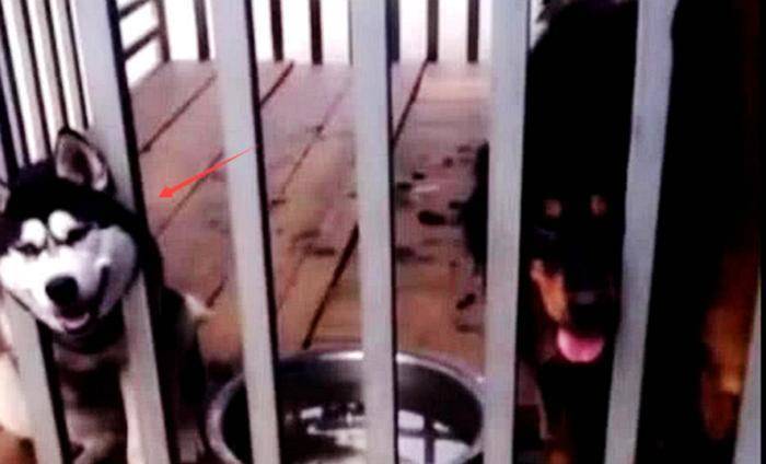 二哈拆家屡教不改,把它跟猛犬关在了一起,早上一看,笑出猪叫声