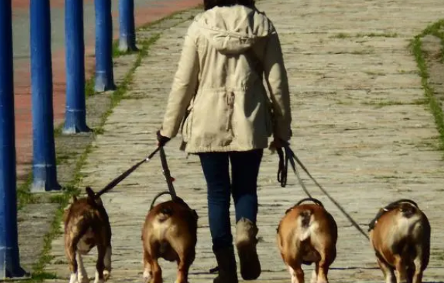 东莞狗伤人事件增多：“家养犬只需打疫苗”规定系非强制性