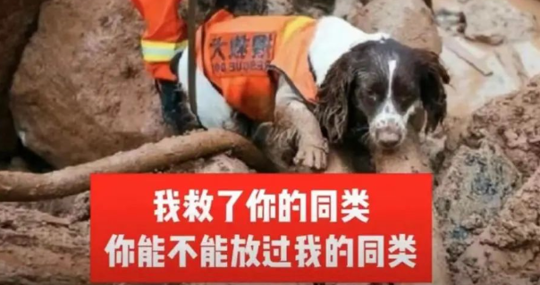 我为流浪狗发声!抵制大规模捕杀流浪狗!