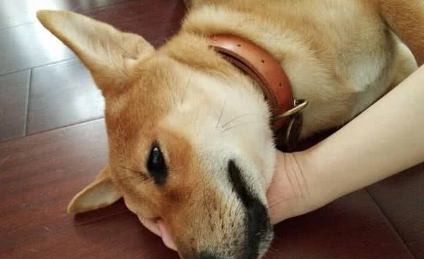 狗狗也会撒娇:麻麻,就这样不要松开好吗