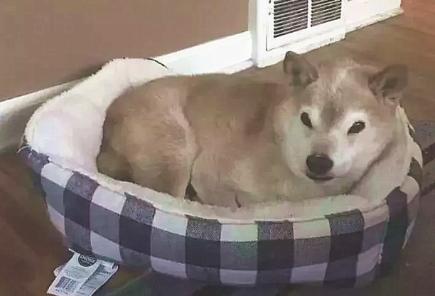 铲屎官带柴犬外出,过路人却都逃得远远地的:气质太强我害怕看