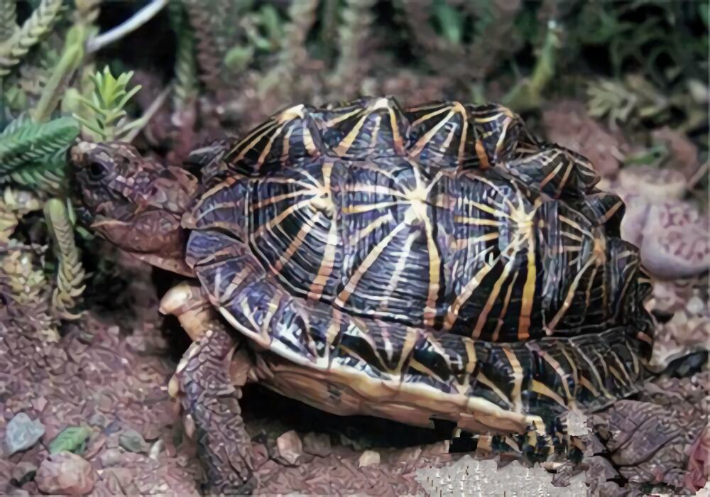 几何陆龟身份信息