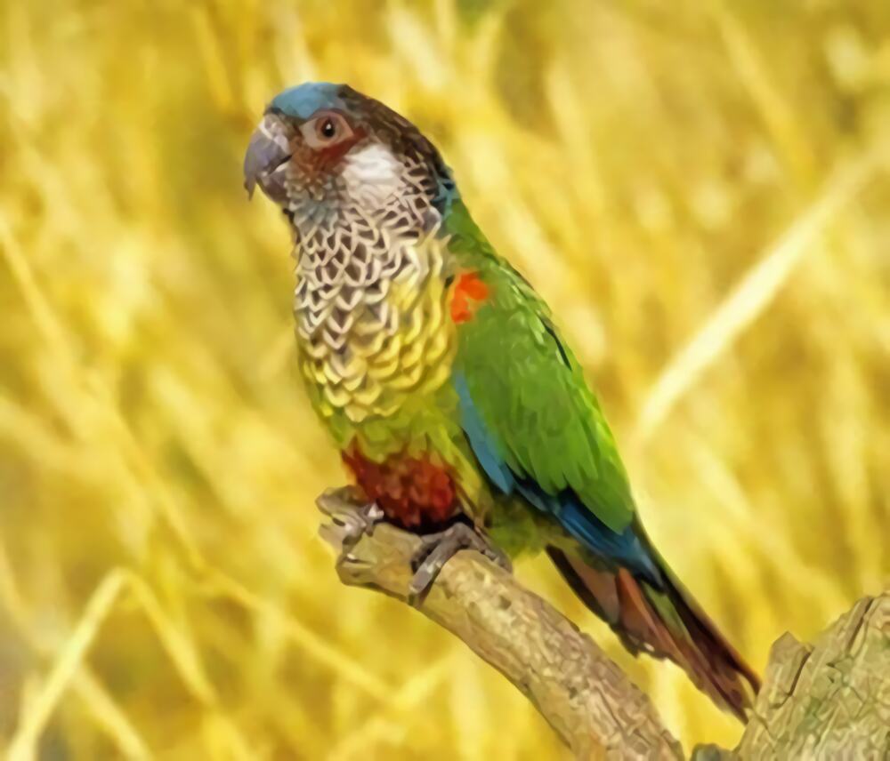 彩绘锥尾鹦鹉身份信息