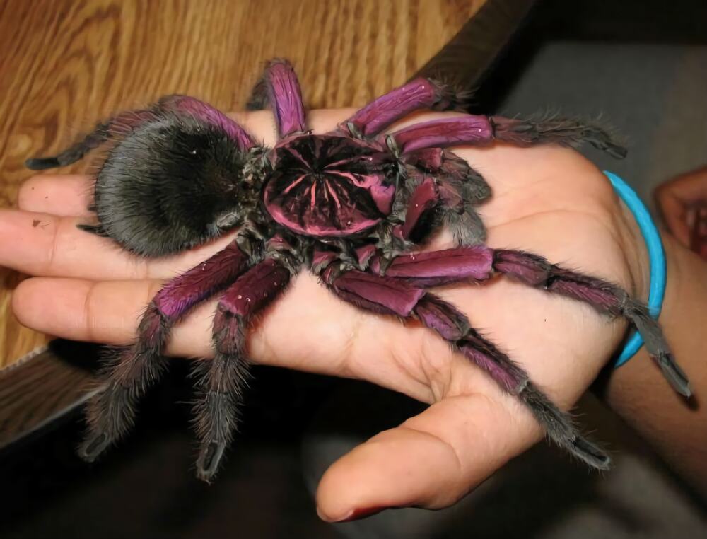 巴西粉红食鸟身份信息