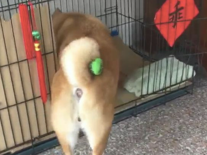 主人把玩具偷放到柴犬的小尾巴上,它还四处去找:刚刚仍在这的啊!