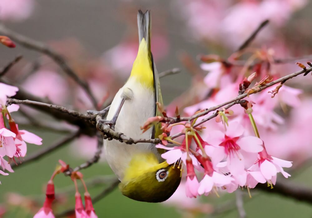 暗绿绣眼鸟身份信息