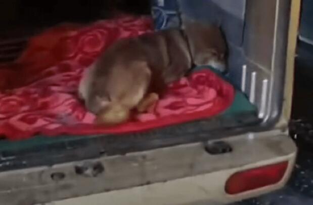 因犬瘟后遗症,能跑能跳,品相不错的小柴犬就此被抛弃,小哥:愿你幸福