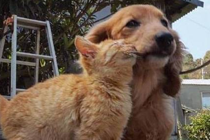 铲屎官遛狗途中偶遇热情大橘,全程粘着狗子,恍若一只“舔狗”猫