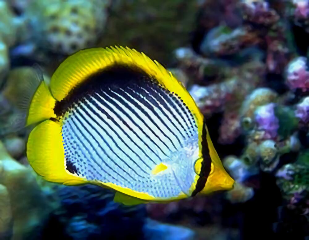 黑背蝴蝶鱼身份信息