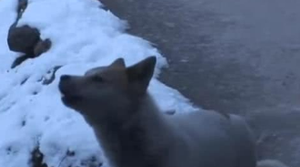 流浪犬送去狗崽后离去，漂亮美女偷偷追踪，见到的一幕禁不住痛哭！