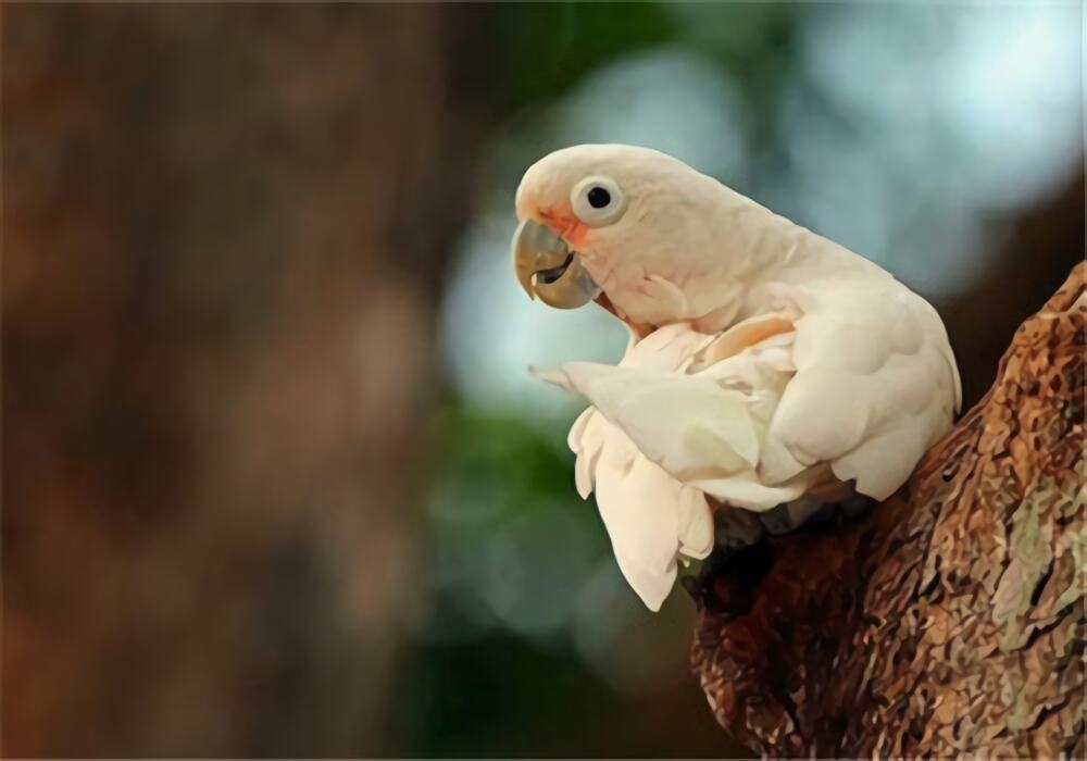 戈芬氏凤头鹦鹉身份信息