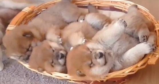 恋人柴犬产下3只小宝宝,一起照护他们一步不离,界面太治疗了